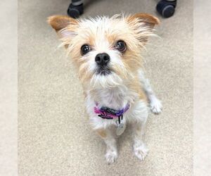 Toxirn Dogs for adoption in Aurora, CO, USA