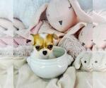 Small #31 Chihuahua