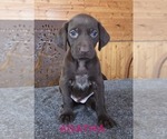 Small German Shorthaired Pointer