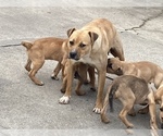 Small Photo #6 American Staffordshire Terrier Puppy For Sale in DETROIT, MI, USA
