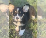 Puppy Black Girl Pembroke Welsh Corgi