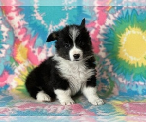 Pembroke Welsh Corgi Puppy for sale in LANCASTER, PA, USA