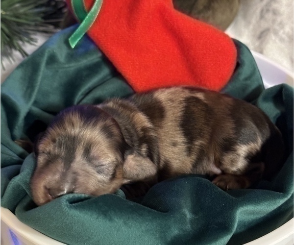 Medium Photo #5 Dachshund Puppy For Sale in HOUSTON, TX, USA