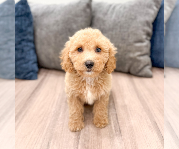 Medium Photo #47 Miniature Labradoodle Puppy For Sale in MILLERSBURG, OH, USA