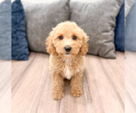 Puppy Kendra Miniature Labradoodle