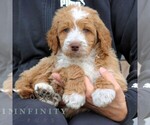 Small #3 Goldendoodle (Miniature)
