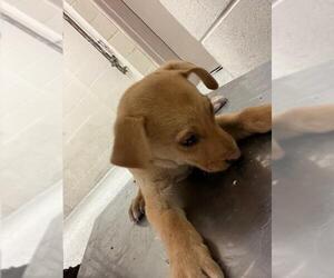 Labrador Retriever-Unknown Mix Dogs for adoption in Conroe, TX, USA
