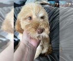 Small Photo #4 Goldendoodle Puppy For Sale in WAKE FOREST, NC, USA