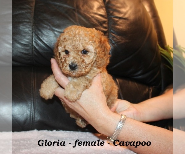 Medium Photo #2 Cavapoo (Miniature) Puppy For Sale in CLARKRANGE, TN, USA