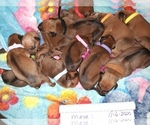Small Photo #6 Rhodesian Ridgeback Puppy For Sale in FORT MYERS, FL, USA