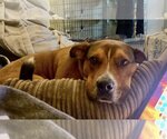 Small American Pit Bull Terrier Mix