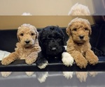 Small Labradoodle