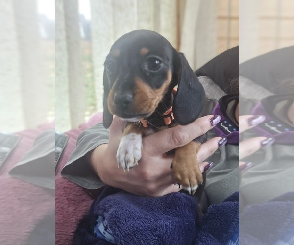 Medium Photo #10 Dachshund Puppy For Sale in ALTOONA, PA, USA