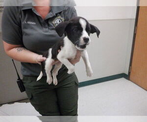 Boxer-German Shepherd Dog Mix Dogs for adoption in Oroville, CA, USA