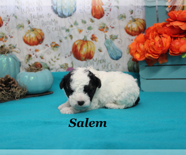 Medium Photo #4 Poodle (Toy) Puppy For Sale in CHANUTE, KS, USA