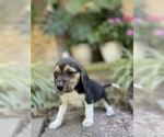 Small #4 Beagle