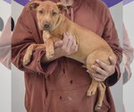 Small #1 American Staffordshire Terrier-Vizsla Mix