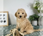Image preview for Ad Listing. Nickname: Gemma