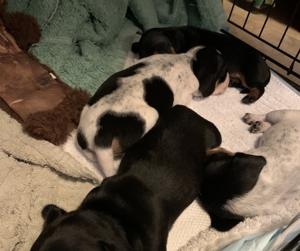 Medium Photo #1 Dachshund Puppy For Sale in SMYRNA, TN, USA