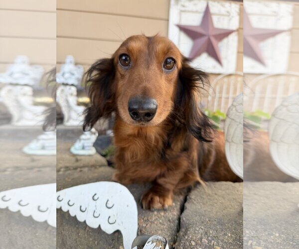 Medium Photo #1 Dachshund Puppy For Sale in Sioux Falls, SD, USA