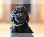 Small Photo #8 Poodle (Standard) Puppy For Sale in STANLEY, VA, USA