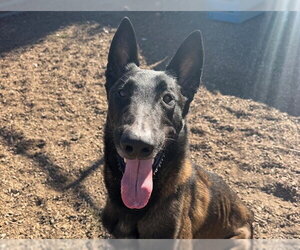 Mutt Dogs for adoption in Santa Rosa, CA, USA