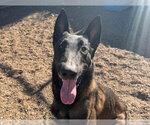 *GUPPY - Male Mutt Dog for Adoption - Small photo