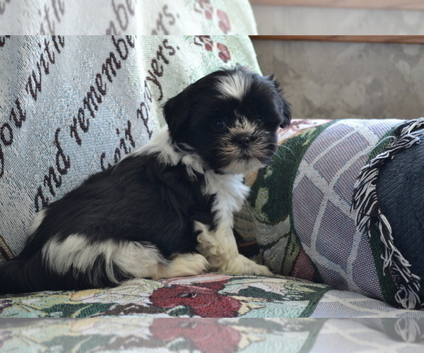 Medium Photo #17 Shih Tzu-Zuchon Mix Puppy For Sale in GREENWOOD, WI, USA