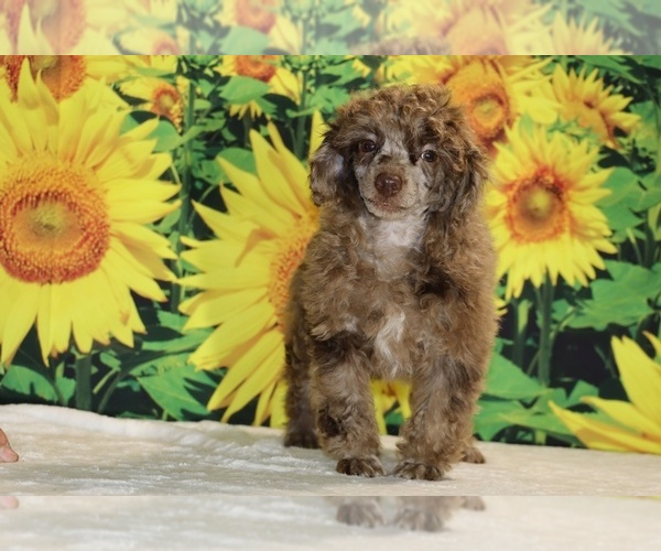 Medium Photo #30 Poodle (Toy) Puppy For Sale in DYERSBURG, TN, USA