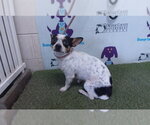 Small Chihuahua