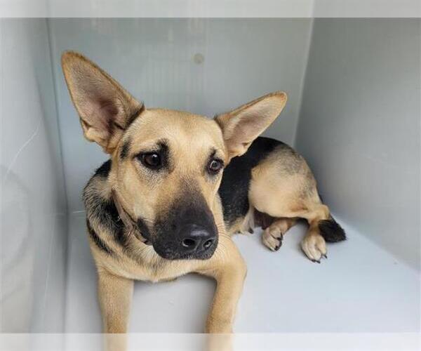 Medium Photo #1 German Shepherd Dog Puppy For Sale in Houston, TX, USA