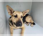 Small German Shepherd Dog