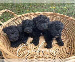 Schnoodle (Miniature) Litter for sale in NIANGUA, MO, USA
