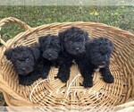 Image preview for Ad Listing. Nickname: Litter of 4