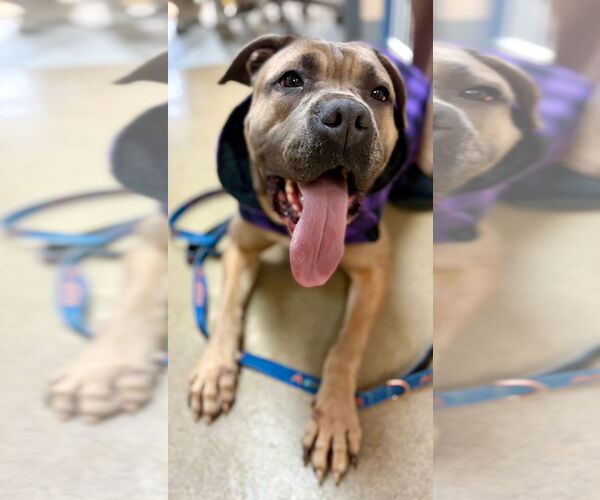 Medium Photo #5 Mastiff-Unknown Mix Puppy For Sale in Sayreville, NJ, NJ, USA