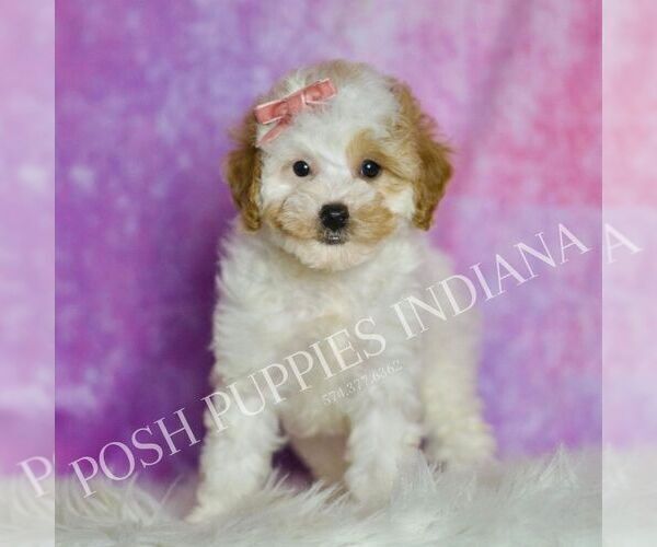 Medium Photo #60 Poodle (Toy) Puppy For Sale in WARSAW, IN, USA