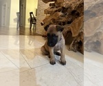 Small Photo #3 Belgian Malinois Puppy For Sale in MIAMI, FL, USA