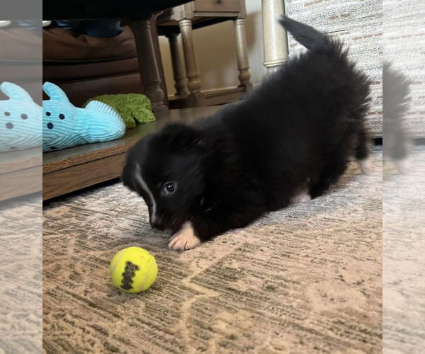 Medium Photo #9 Carolina Dog Puppy For Sale in Highland, IL, USA