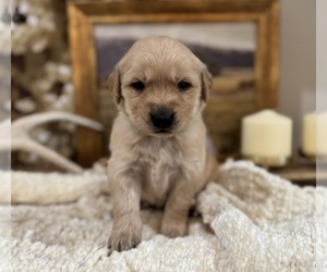 Golden Retriever Puppy for sale in FORDLAND, MO, USA