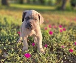 Puppy Puppy 3 Cane Corso