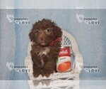 Small Photo #5 Aussiedoodle Puppy For Sale in SANGER, TX, USA
