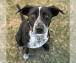 Small Border Collie Mix