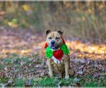 Small Photo #4 American Staffordshire Terrier-Labrador Retriever Mix Puppy For Sale in Unionville, PA, USA