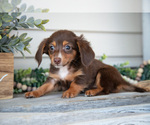 Puppy Lilly Dachshund