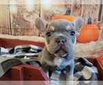 Small Photo #7 French Bulldog Puppy For Sale in ROSEVILLE, CA, USA