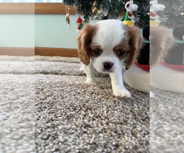 Medium Photo #1 Cavalier King Charles Spaniel Puppy For Sale in KANSAS CITY, MO, USA