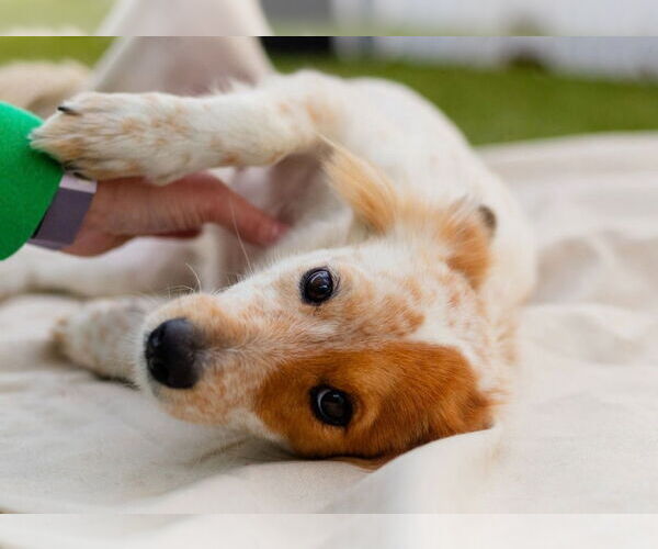 Medium Photo #3 Mutt Puppy For Sale in Canton, CT, USA