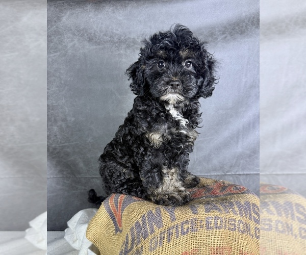 Medium Photo #8 Cavapoo (Miniature) Puppy For Sale in OCALA, FL, USA
