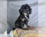 Small #7 Cavapoo (Miniature)