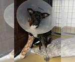 Small German Shepherd Dog Mix
